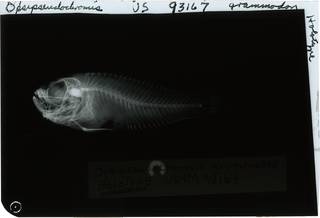 To NMNH Extant Collection (Opsipseudochromis grammodon RAD119626-001)