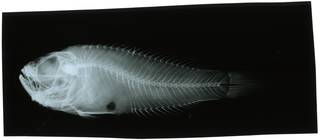 To NMNH Extant Collection (Opsipseudochromis grammodon RAD119626-002)