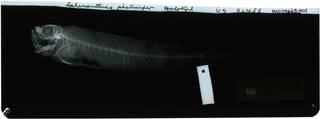 To NMNH Extant Collection (Sphenanthias nigromarginatus RAD119664-001)