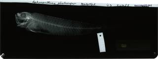 To NMNH Extant Collection (Sphenanthias pectinifer RAD119665-001)