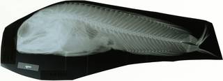 To NMNH Extant Collection (Opistognathus papuensis RAD119713-001)