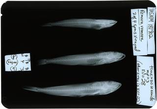 To NMNH Extant Collection (Remora remora RAD119754-001)