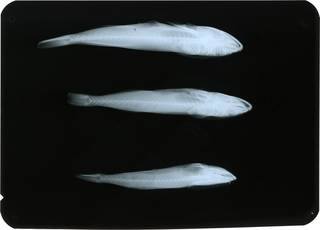 To NMNH Extant Collection (Remora remora RAD119754-002)