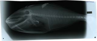 To NMNH Extant Collection (Aluterus monoceros RAD119758-001)