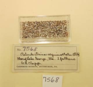 To NMNH Extant Collection (JPEM 7568)