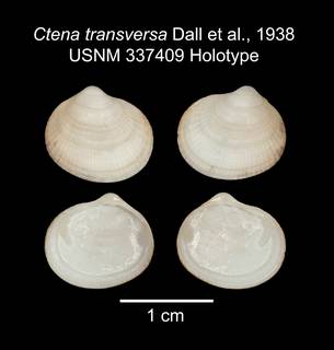 To NMNH Extant Collection (IZ MOL 337409 Bivalve Holotype plate)