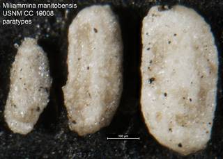 To NMNH Paleobiology Collection (Miliammina manitobensis USNM CC 19008 paratypes)