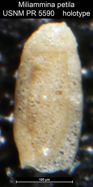 To NMNH Paleobiology Collection (Miliammina petila USNM PR 5590 holotype)