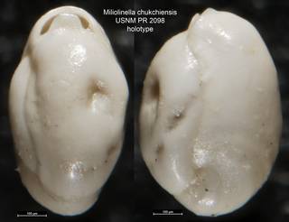 To NMNH Paleobiology Collection (Miliolinella chukchiensis USNM PR 2098 holotype)