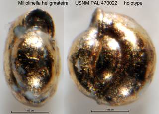 To NMNH Paleobiology Collection (Miliolinella heligmateira USNM PAL 470022 holotype)