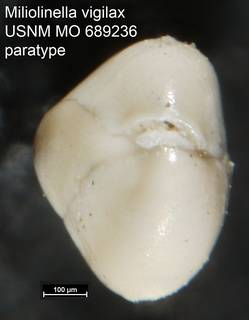 To NMNH Paleobiology Collection (Miliolinella vigilax USNM MO 689236 paratype ap)