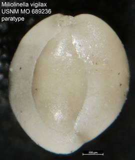 To NMNH Paleobiology Collection (Miliolinella vigilax USNM MO 689236 paratype)