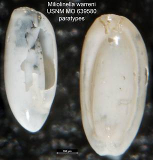 To NMNH Paleobiology Collection (Miliolinella warreni USNM MO 639580 paratypes)