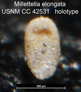 To NMNH Paleobiology Collection (Millettella elongata USNM CC 42531 holotype)