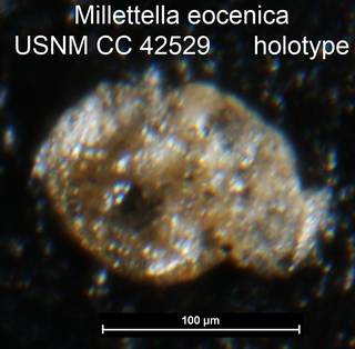 To NMNH Paleobiology Collection (Millettella eocenica USNM CC 42529 holotype)