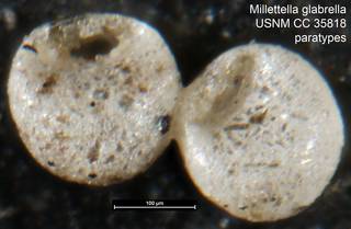 To NMNH Paleobiology Collection (Millettella glabrella USNM CC 35818 paratypes)