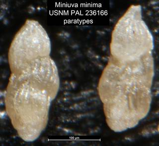 To NMNH Paleobiology Collection (Miniuva minima USNM PAL 236166 paratypes)