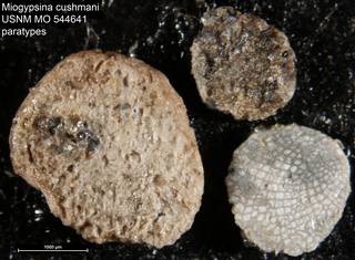 To NMNH Paleobiology Collection (Miogypsina cushmani USNM MO 544641 paratypes)