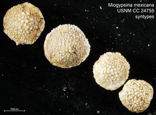 To NMNH Paleobiology Collection (Miogypsina mexicana USNM CC 24755 syntypes)