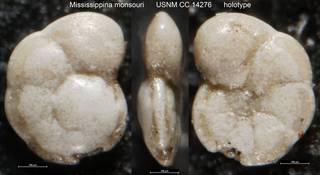 To NMNH Paleobiology Collection (Mississippina monsouri USNM CC 14276 holotype)