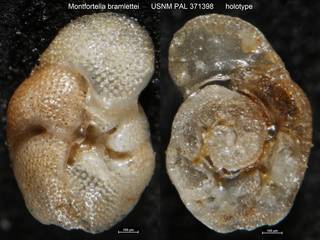 To NMNH Paleobiology Collection (Montfortella bramlettei USNM PAL 371398 holotype)