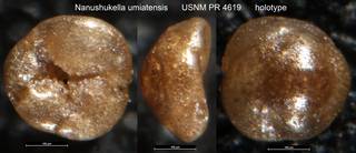 To NMNH Paleobiology Collection (Nanushukella umiatensis USNM PR 4619 holotype)