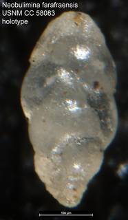 To NMNH Paleobiology Collection (Neobulimina farafraensis USNM CC 58083 holotype)