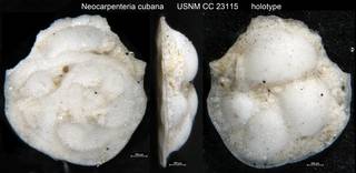 To NMNH Paleobiology Collection (Neocarpenteria cubana USNM CC 23115 holotype)