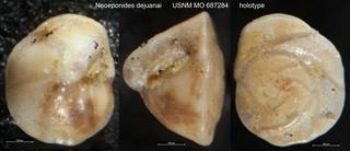 To NMNH Paleobiology Collection (Neoeponides dejuanai USNM MO 687284 holotype)