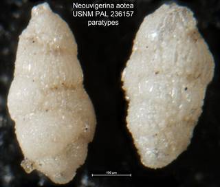 To NMNH Paleobiology Collection (Neouvigerina aotea USNM PAL 236157 paratypes)