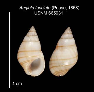 To NMNH Extant Collection (IZ MOL 665931 shell 2 plate)