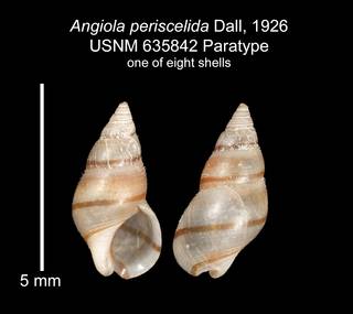 To NMNH Extant Collection (IZ MOL 635842 Paratype shell plate)