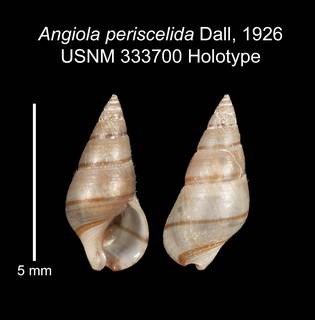 To NMNH Extant Collection (IZ MOL 333700 Holotype shell plate)