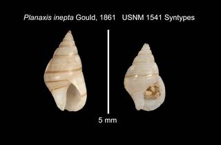 To NMNH Extant Collection (IZ MOL 1541 Syntype Shell plate 2 shells)