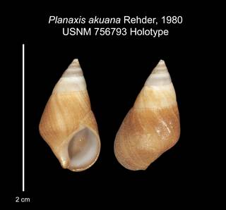 To NMNH Extant Collection (IZ MOL 756793 Holotype shell plate)