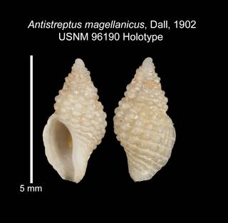 To NMNH Extant Collection (IZ MOL 96190 Holotype Shell plate)