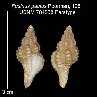 To NMNH Extant Collection (IZ MOL 784588 Paratype shell plate)