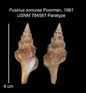 To NMNH Extant Collection (IZ MOL 784587 Paratype shell plate)