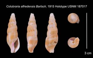 To NMNH Extant Collection (Colubraria alfredensis Bartsch 1915,    USNM 187017)