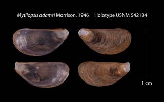 To NMNH Extant Collection (Mytilopsis adamsi Morrison, 1946    USNM 542184)