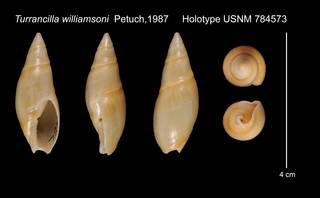 To NMNH Extant Collection (Turrancilla williamsoni Petuch, 1987    USNM 784573)