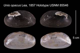 To NMNH Extant Collection (Unio opacus Lea, 1857    USNM 85546)