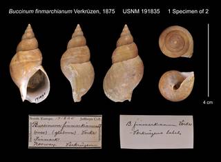 To NMNH Extant Collection (Buccinum finmarchianum Verkrüzen, 1875     USNM 191835)