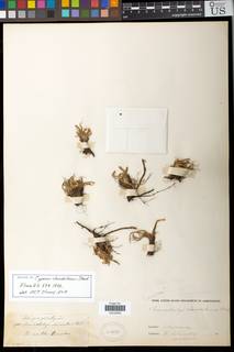 To NMNH Botany Collections (Cyperus clandestinus NMNH244077 type 1)