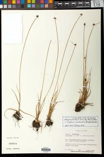 To NMNH Botany Collections (Lipocarpha constricta NMNH3430454 type 1)