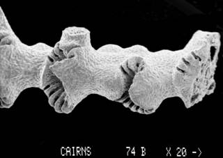 To NMNH Extant Collection (Calyptopora reticulata USNM 60010 branch segment)