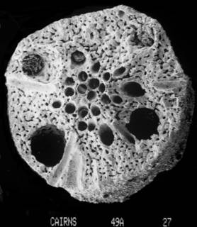 To NMNH Extant Collection (Lepidopora granulosa USNM 60126 branch segment cross section)
