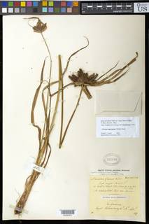 To Mariscus_flavus.major_NMNH702695_type_1