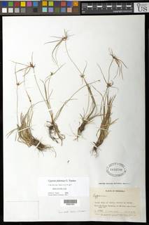 To Cyperus_fedoniae_NMNH1855700_type_1