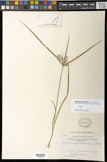 To NMNH Botany Collections (
Cyperus stewartii NMNH920931 type 1)